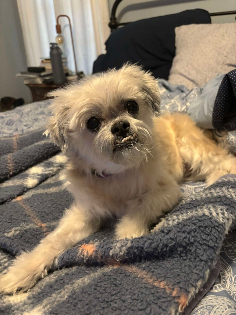 Frankie, an adoptable Shih Tzu, Maltese in Waxhaw, NC, 28173 | Photo Image 4