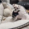 Frankie photo 2
