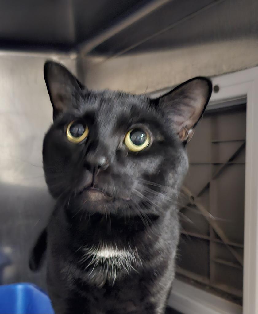 Chocolate, an adoptable Domestic Short Hair in Pahrump, NV, 89048 | Photo Image 1
