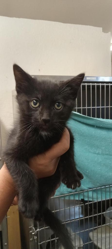 Chocolate, an adoptable Domestic Short Hair in Pahrump, NV, 89048 | Photo Image 2