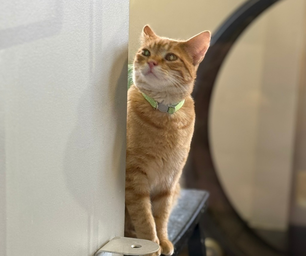 Norway, an adoptable Domestic Short Hair in Algona, IA, 50511 | Photo Image 1