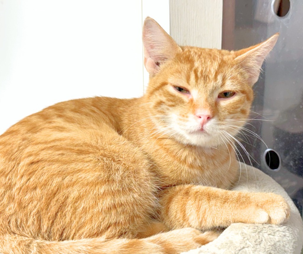 Norway, an adoptable Domestic Short Hair in Algona, IA, 50511 | Photo Image 3