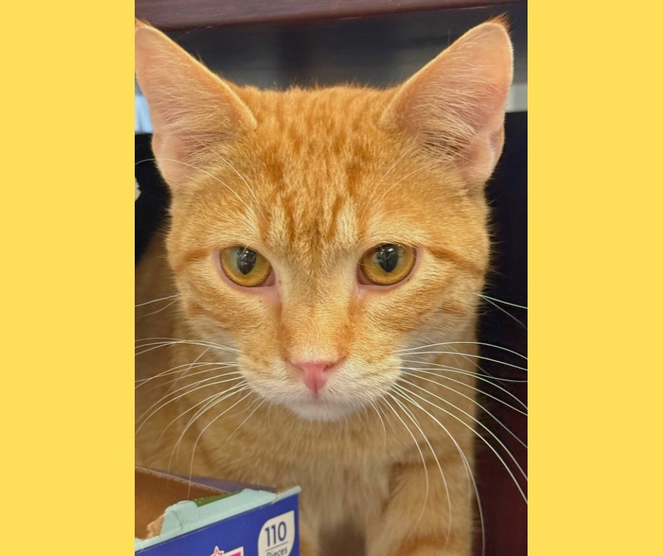 Norway, an adoptable Domestic Short Hair in Algona, IA, 50511 | Photo Image 4