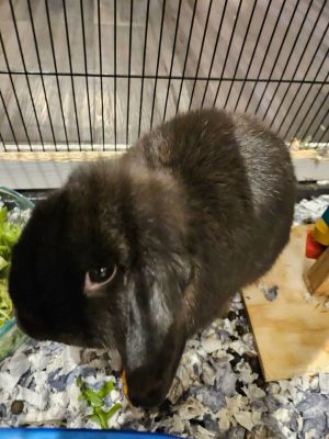 Twilight Sparkles, Adult Female unknown
