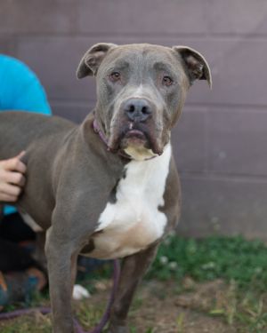 Name notwithstanding Hippo is a regal gentleman Hes a calm laid back 72 lb handsome hunk who wal