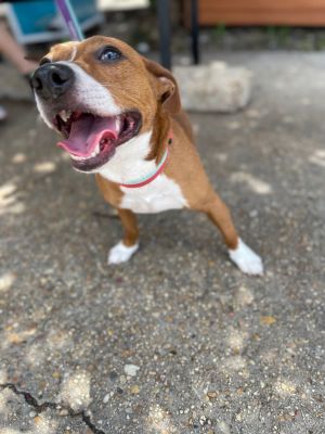 My name is Lela the 9 month old terrier mix I only weigh 18 lbs so I am the perfect