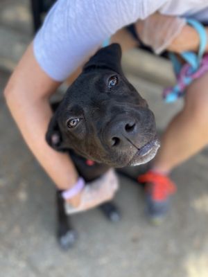 My name is Rye the sweet lab girl Only 6 months old and only 35 lbs at the moment I