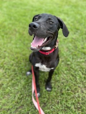 My name is Rye the sweet lab girl Only 6 months old and only 35 lbs at the moment I