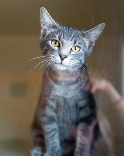 Licorice, an adoptable Domestic Short Hair in Pequot Lakes, MN, 56472 | Photo Image 2