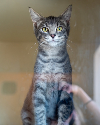 Licorice, an adoptable Domestic Short Hair in Pequot Lakes, MN, 56472 | Photo Image 4