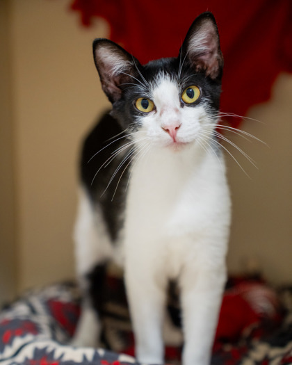 Phoenix, an adoptable Domestic Short Hair in Pequot Lakes, MN, 56472 | Photo Image 2