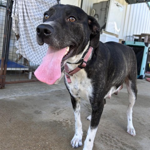 Faye, an adoptable Mountain Cur in Fargo, ND, 58102 | Photo Image 1