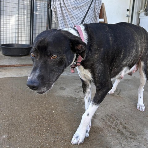 Faye, an adoptable Mountain Cur in Fargo, ND, 58102 | Photo Image 3