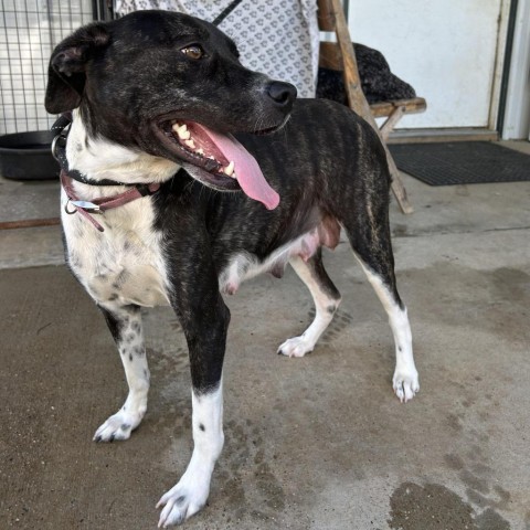 Faye, an adoptable Mountain Cur in Fargo, ND, 58102 | Photo Image 4