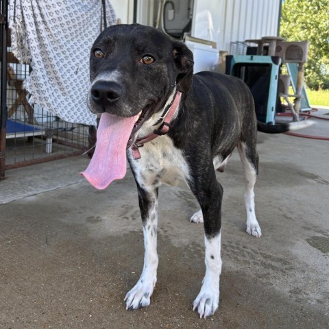 Faye, an adoptable Mountain Cur in Fargo, ND, 58102 | Photo Image 6