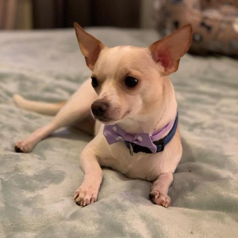 Poncho, an adoptable Chihuahua in Fargo, ND, 58102 | Photo Image 5