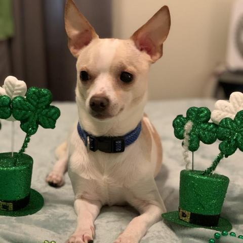 Poncho, an adoptable Chihuahua in Fargo, ND, 58102 | Photo Image 6