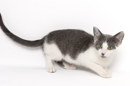 Cherry, an adoptable Domestic Short Hair in Caldwell, ID, 83607 | Photo Image 1