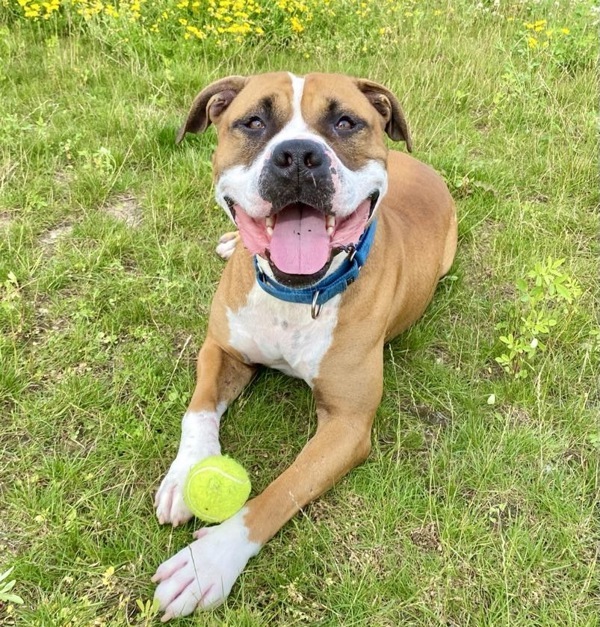 Scooby, an adoptable Pit Bull Terrier, Terrier in Sheboygan, WI, 53083 | Photo Image 1