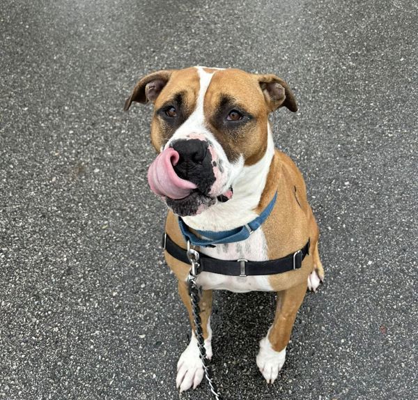 Scooby, an adoptable Pit Bull Terrier, Terrier in Sheboygan, WI, 53083 | Photo Image 2