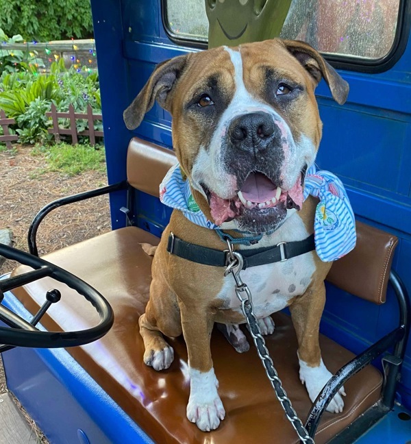 Scooby, an adoptable Pit Bull Terrier, Terrier in Sheboygan, WI, 53083 | Photo Image 3