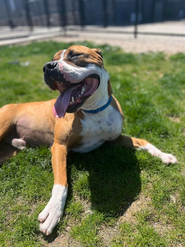 Scooby, an adoptable Pit Bull Terrier, Terrier in Sheboygan, WI, 53083 | Photo Image 4