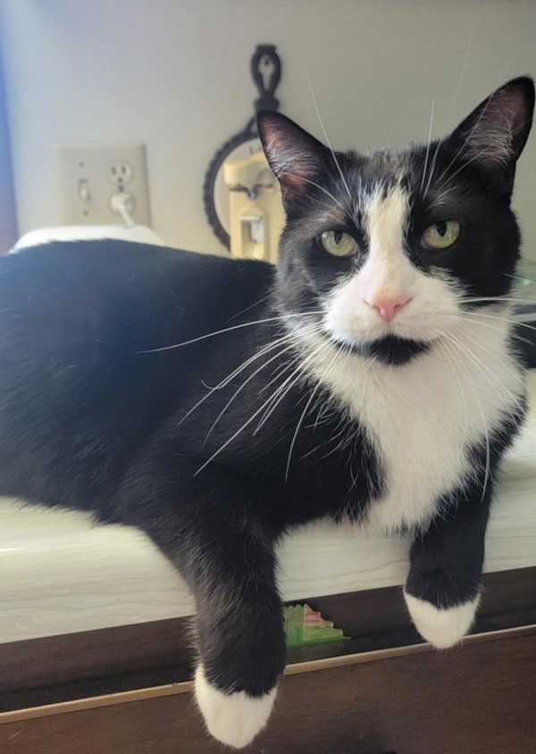 Archie * In Foster *, an adoptable Domestic Short Hair in Sheboygan, WI, 53083 | Photo Image 1