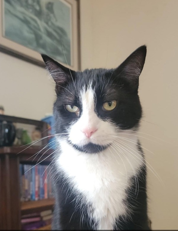 Archie * In Foster *, an adoptable Domestic Short Hair in Sheboygan, WI, 53083 | Photo Image 2
