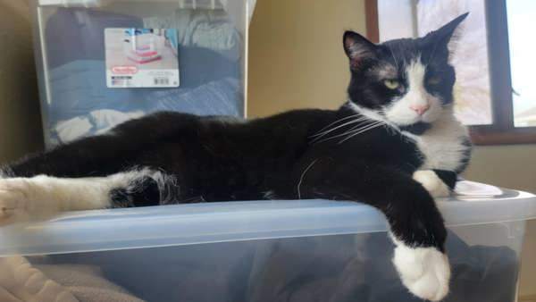 Archie * In Foster *, an adoptable Domestic Short Hair in Sheboygan, WI, 53083 | Photo Image 3