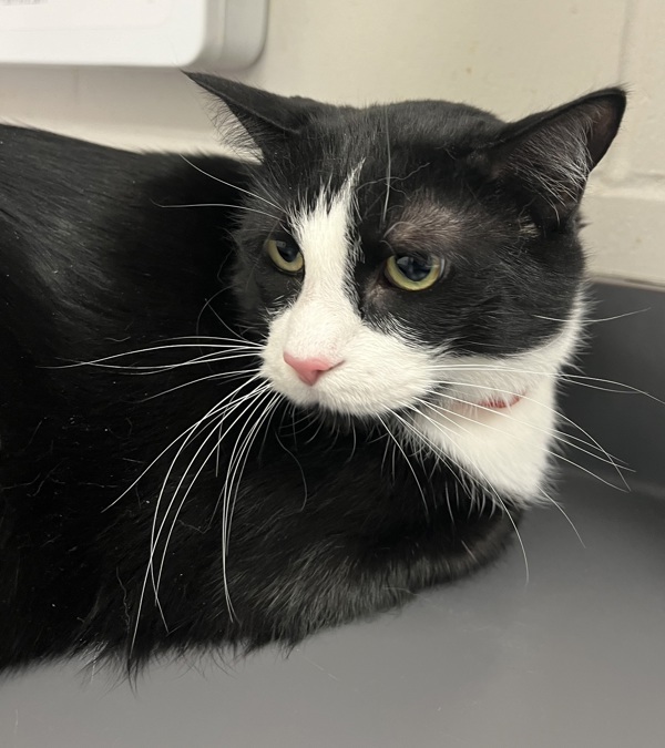 Archie * In Foster *, an adoptable Domestic Short Hair in Sheboygan, WI, 53083 | Photo Image 4