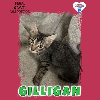 Gilligan, an adoptable Domestic Medium Hair in Kingman, AZ, 86401 | Photo Image 1