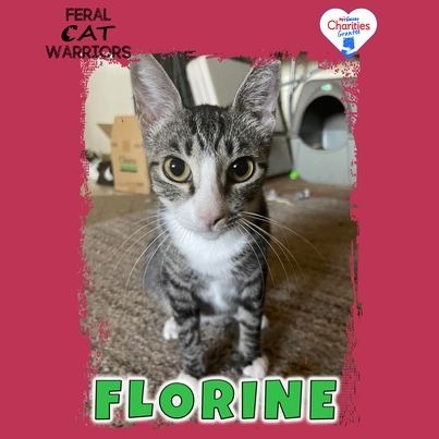 K24120 Florine, an adoptable Domestic Short Hair in Kingman, AZ, 86401 | Photo Image 1