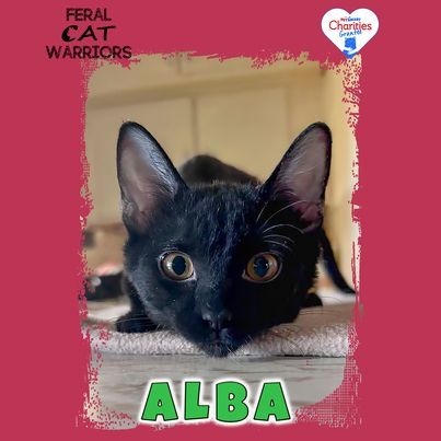 Alba, an adoptable Domestic Short Hair in Kingman, AZ, 86401 | Photo Image 1