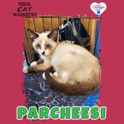 Parcheesi, an adoptable Domestic Medium Hair in Kingman, AZ, 86401 | Photo Image 1