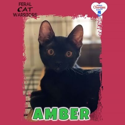 Amber, an adoptable Domestic Short Hair in Kingman, AZ, 86401 | Photo Image 1