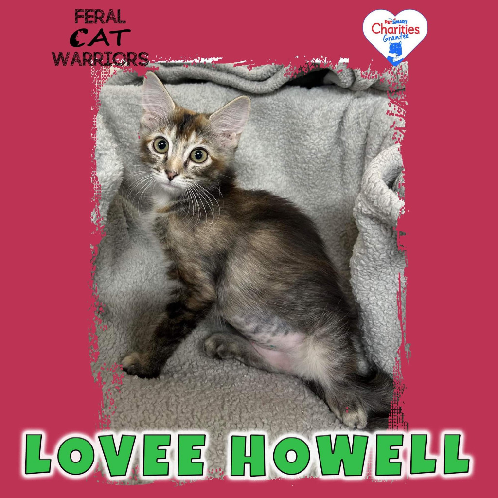 Lovee Howell, an adoptable Domestic Medium Hair in Kingman, AZ, 86401 | Photo Image 1