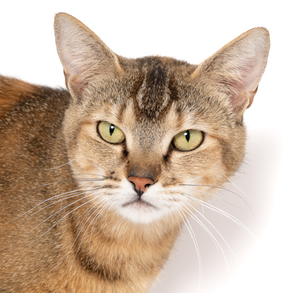 Daphne, an adoptable Domestic Short Hair in Caldwell, ID, 83607 | Photo Image 1