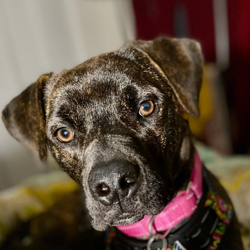 Miss Wiggles