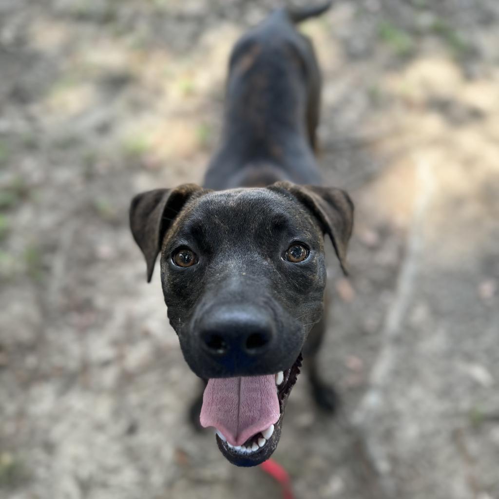 Miss Wiggles