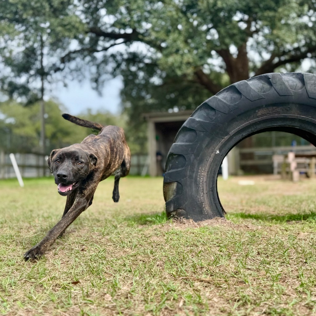 Miss Wiggles