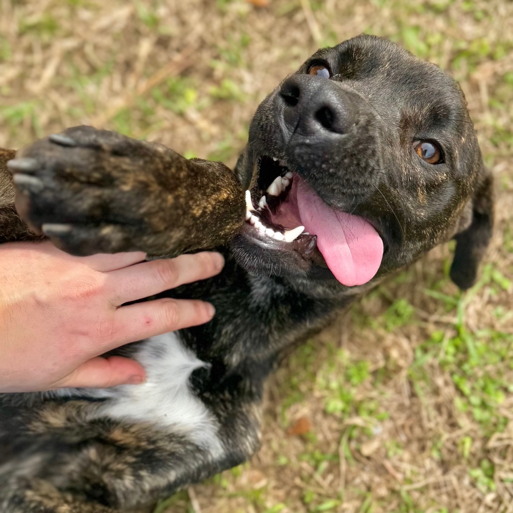 Miss Wiggles