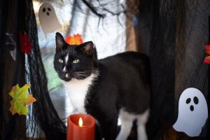 WONKY, Adult Male Domestic Short Hair