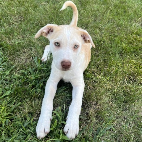 Kiwi, an adoptable Mixed Breed in Sioux Falls, SD, 57106 | Photo Image 1