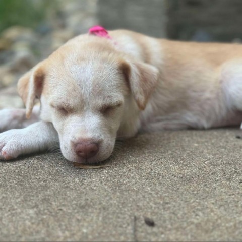 Kiwi, an adoptable Mixed Breed in Sioux Falls, SD, 57106 | Photo Image 2