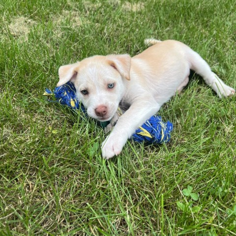 Kiwi, an adoptable Mixed Breed in Sioux Falls, SD, 57106 | Photo Image 4