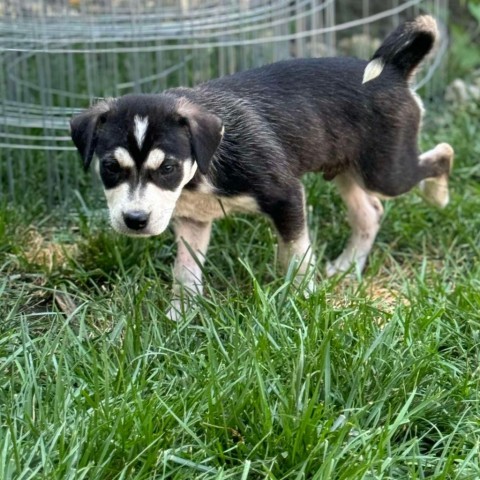 Avocado, an adoptable Husky, Mixed Breed in Sioux Falls, SD, 57106 | Photo Image 2