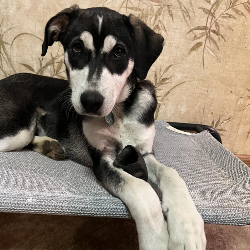Avocado, an adoptable Husky, Mixed Breed in Sioux Falls, SD, 57106 | Photo Image 2