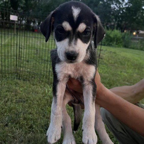 Avocado, an adoptable Husky, Mixed Breed in Sioux Falls, SD, 57106 | Photo Image 3