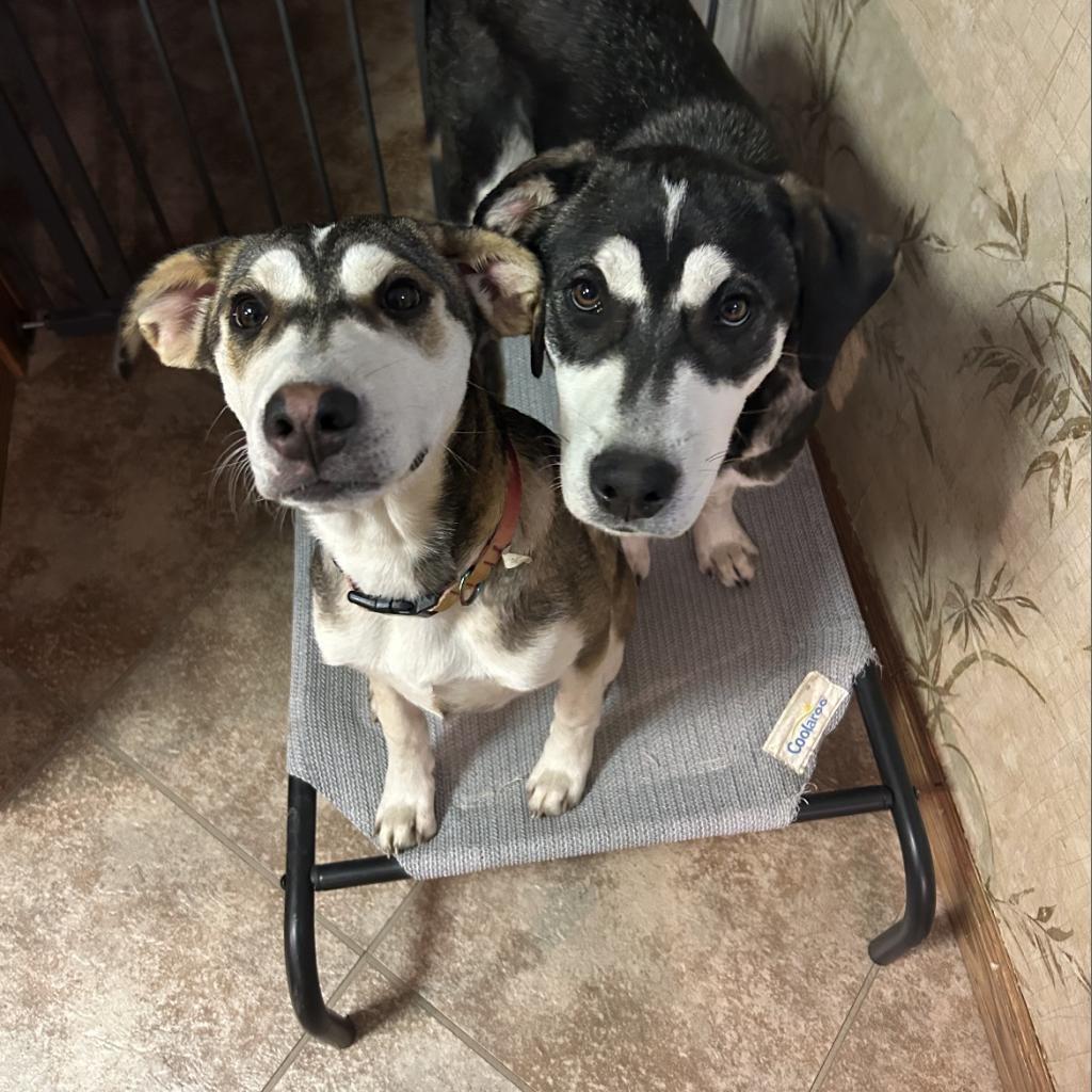 Avocado, an adoptable Husky, Mixed Breed in Sioux Falls, SD, 57106 | Photo Image 3