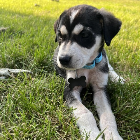 Avocado, an adoptable Husky, Mixed Breed in Sioux Falls, SD, 57106 | Photo Image 4